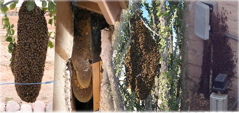 Overlayed images showing multiple examples of bee hives